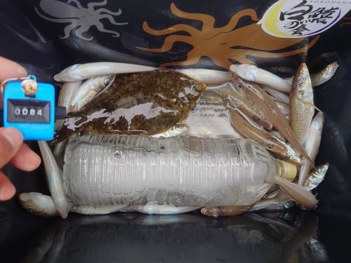 シロギスの釣果