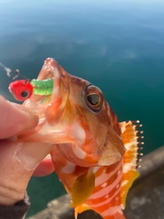 アカハタの釣果