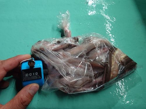 アナゴの釣果