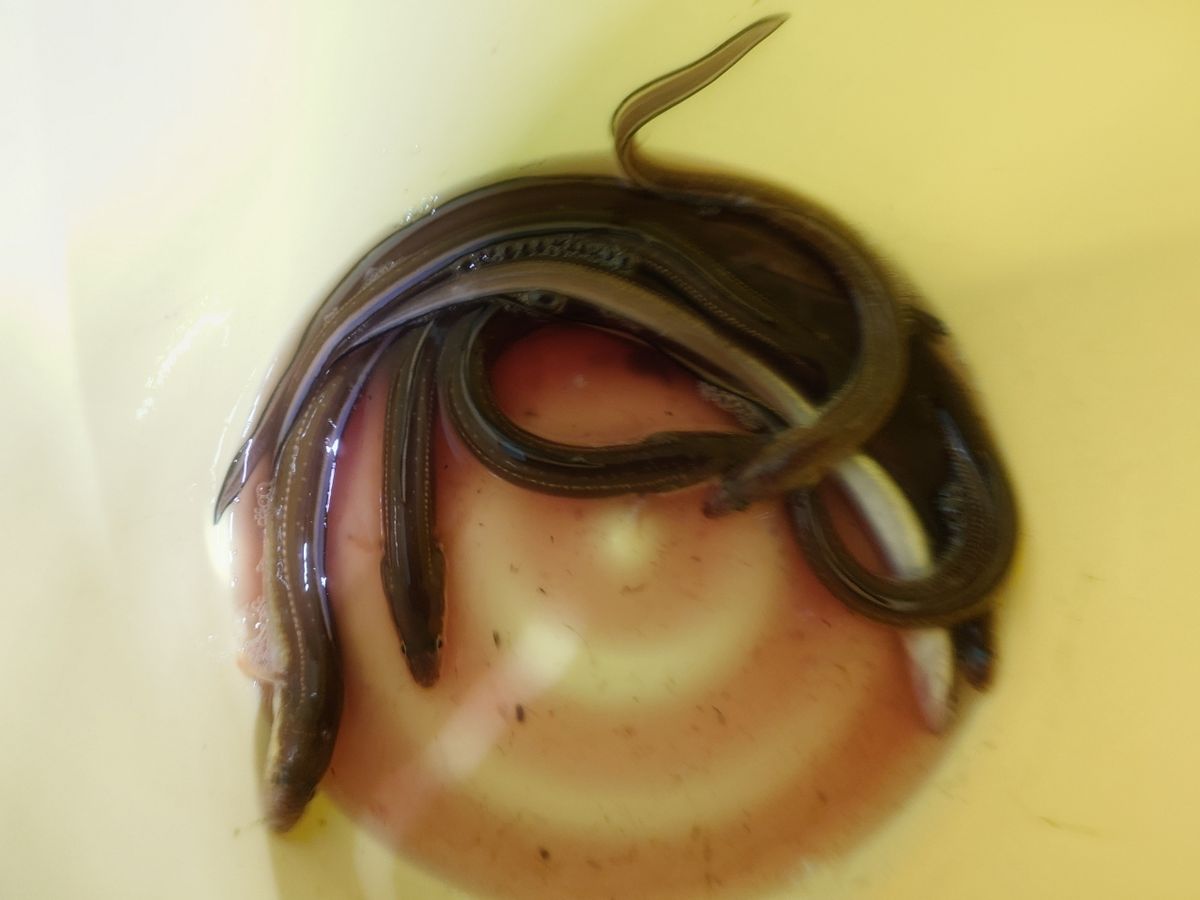 変態様さんの釣果 2枚目の画像