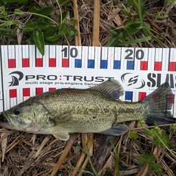 ラージマウスバス