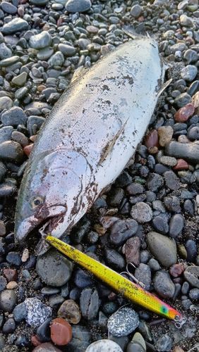 サクラマスの釣果