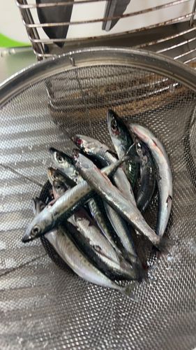 サバの釣果