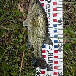 ラージマウスバス