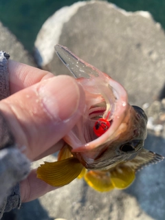 アカハタの釣果