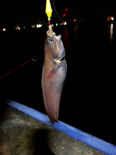 ドンコの釣果