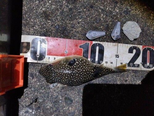 クサフグの釣果