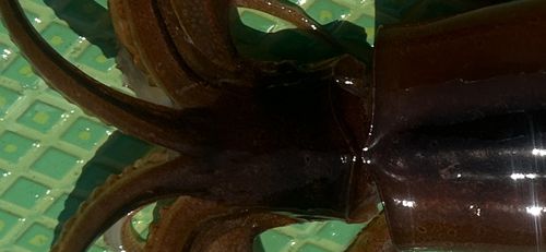 スルメイカの釣果