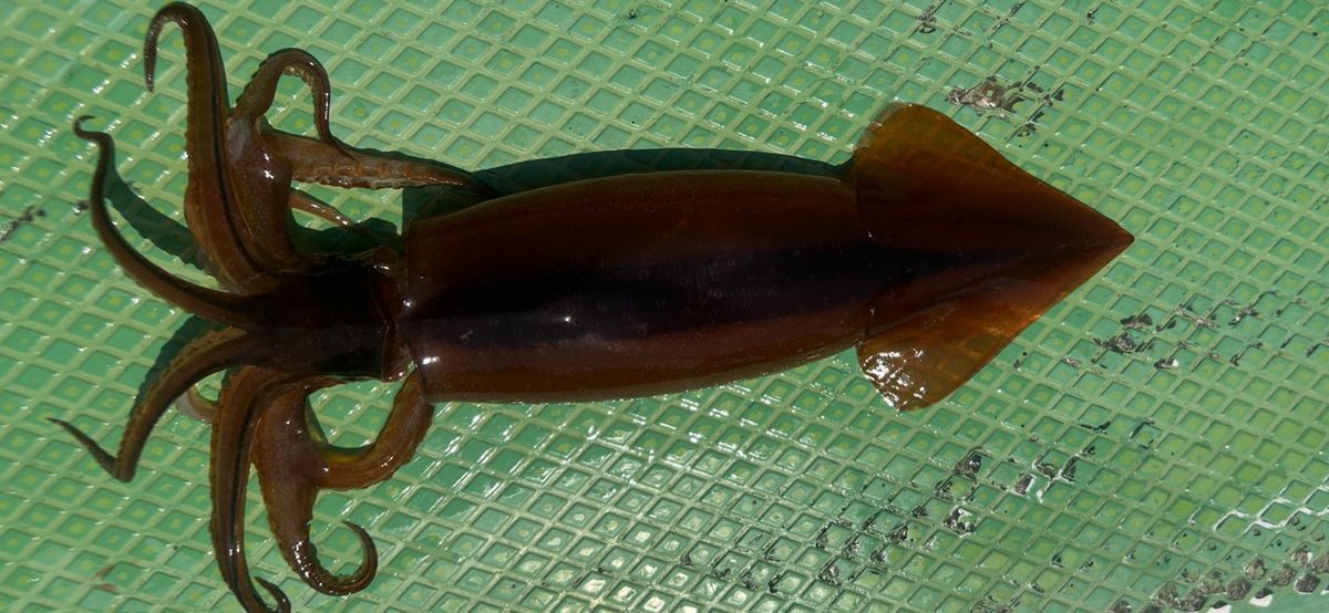 コッスーFさんの釣果 2枚目の画像