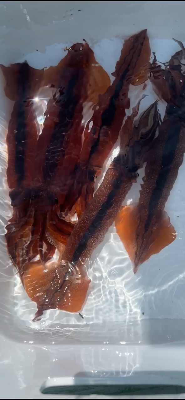 コッスーFさんの釣果 3枚目の画像