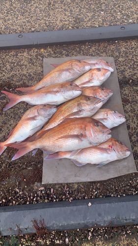 タイの釣果