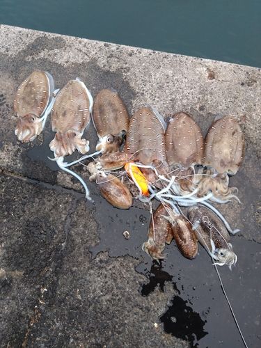 モンゴウイカの釣果