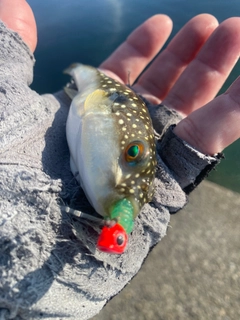 クサフグの釣果