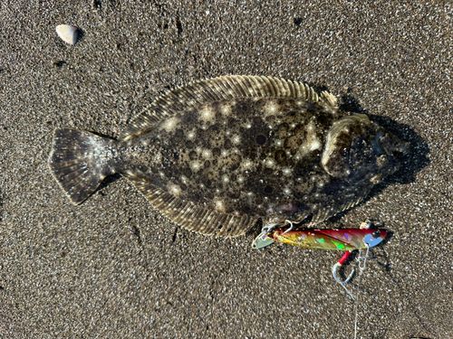 ヒラメの釣果