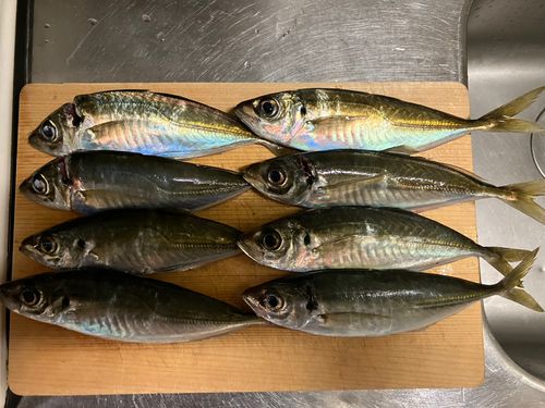 アジの釣果