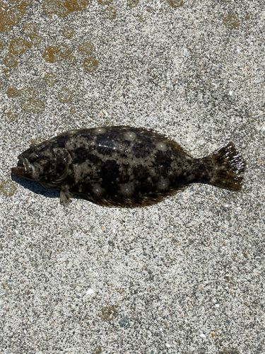 ヒラメの釣果