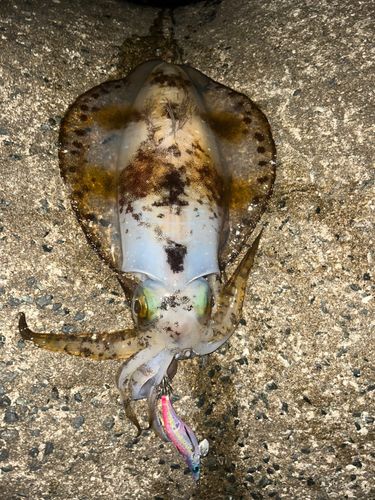 アオリイカの釣果