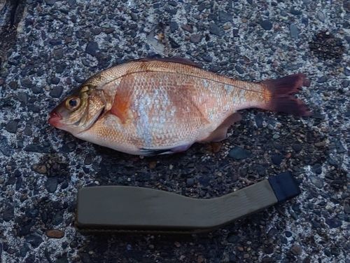 ウミタナゴの釣果