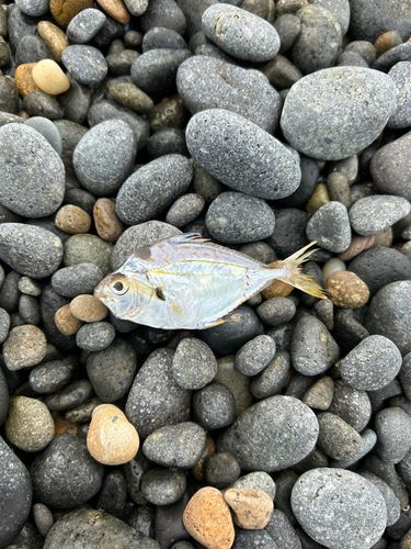 ヒイラギの釣果