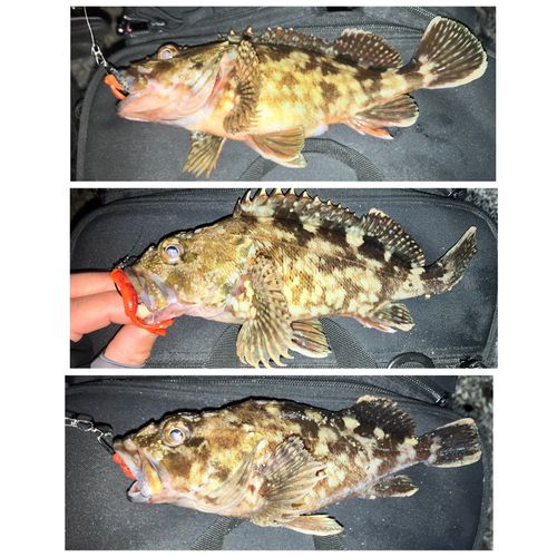 カサゴの釣果