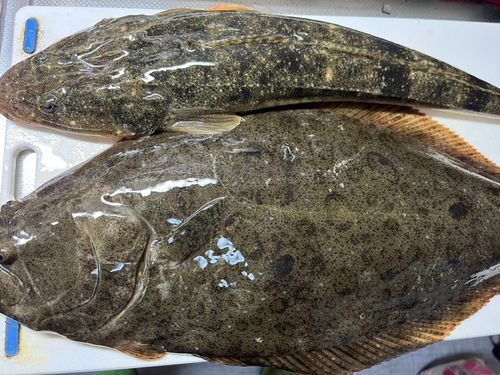 ヒラメの釣果