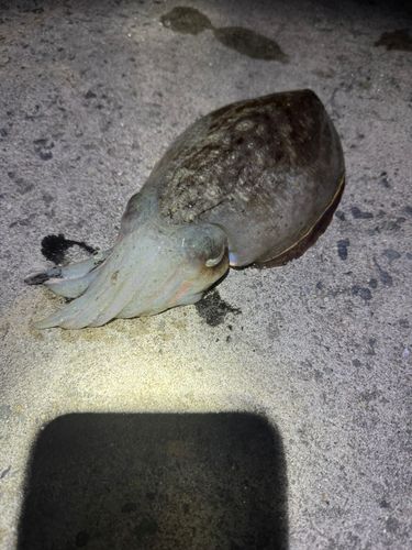 コウイカの釣果