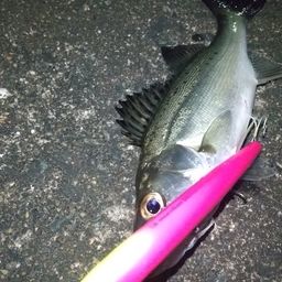 セイゴ（マルスズキ）