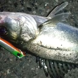 セイゴ（マルスズキ）