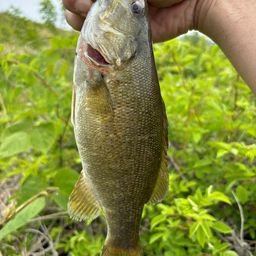 スモールマウスバス