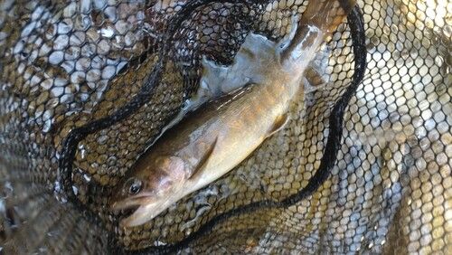 ニッコウイワナの釣果