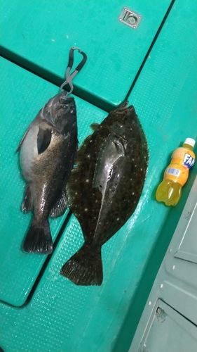クロソイの釣果