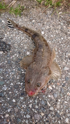 マゴチの釣果