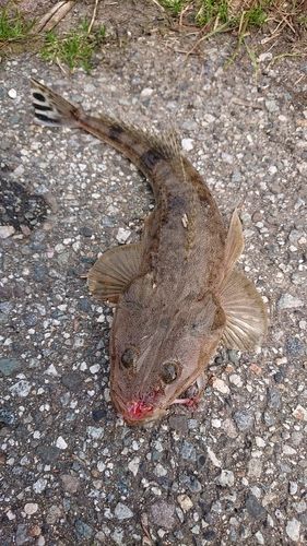 マゴチの釣果