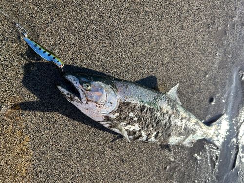 サクラマスの釣果