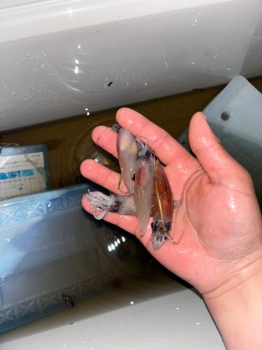 ホタルイカの釣果