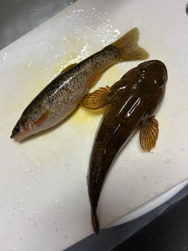 タカハヤの釣果