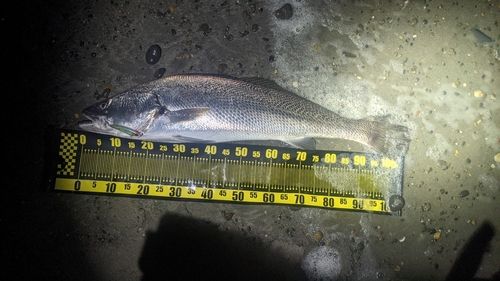 オオニベの釣果