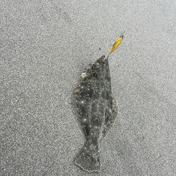 ヒラメ