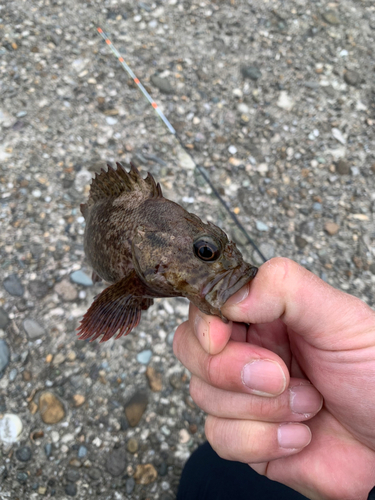 ムラソイの釣果 - アングラーズ | 釣果600万件の魚釣り情報サイト ムラソイの釣果 - アングラーズ | 釣果600万件の魚釣り情報サイト