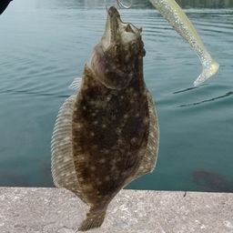 ヒラメ