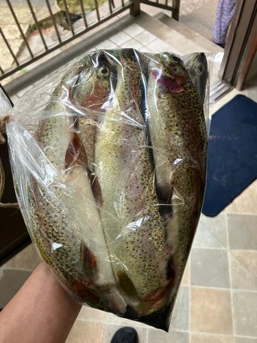 ニジマスの釣果