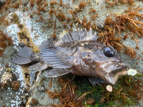 オウゴンムラソイの釣果