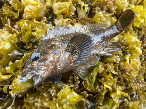 ムラソイの釣果