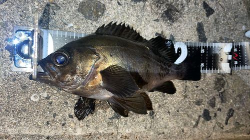 クロメバルの釣果