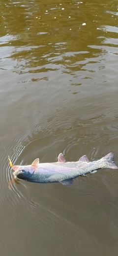 ニジマスの釣果