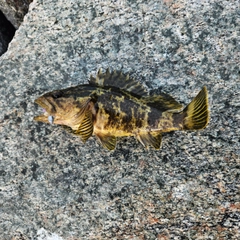 タケノコメバルの釣果
