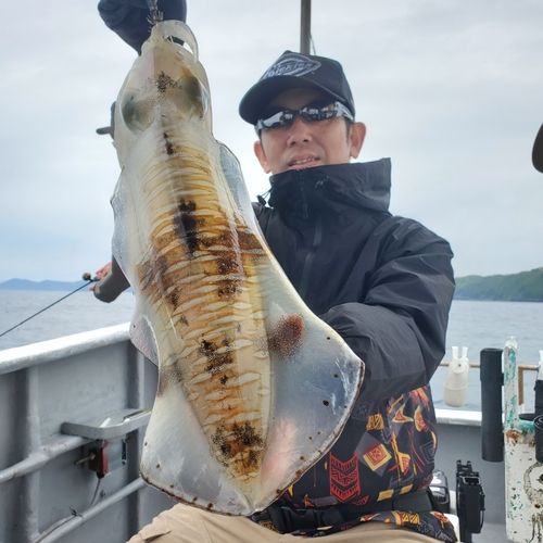 アオリイカの釣果
