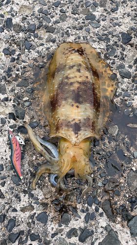 アオリイカの釣果