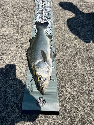 ヒラスズキの釣果