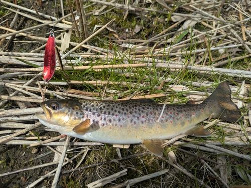 ブラウントラウトの釣果